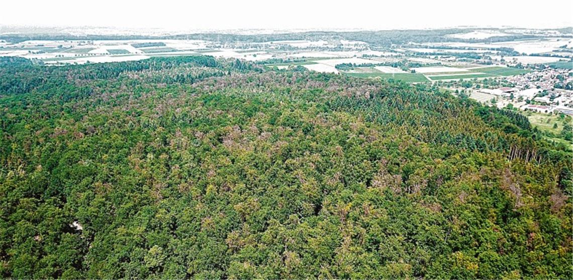 Wie werden die Wälder in Zukunft aussehen? Fragen wie diese rücken im Zuge der Klimadiskussion ins Blickfeld.privat, Willimek