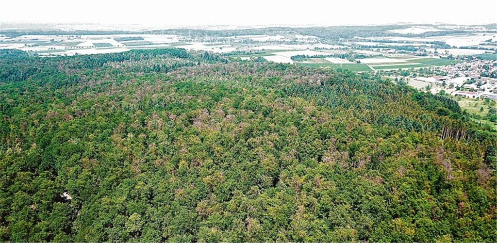 Wie werden die Wälder in Zukunft aussehen? Fragen wie diese rücken im Zuge der Klimadiskussion ins Blickfeld.privat, Willimek