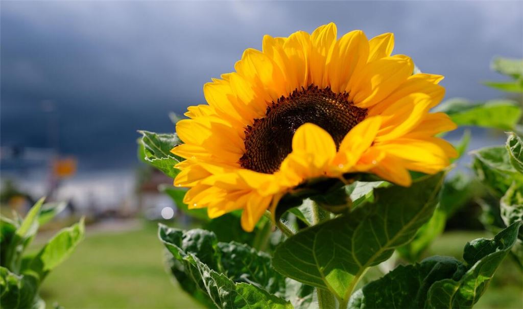 Wie wird das Wetter in der kommenden Woche? (Archivbild)