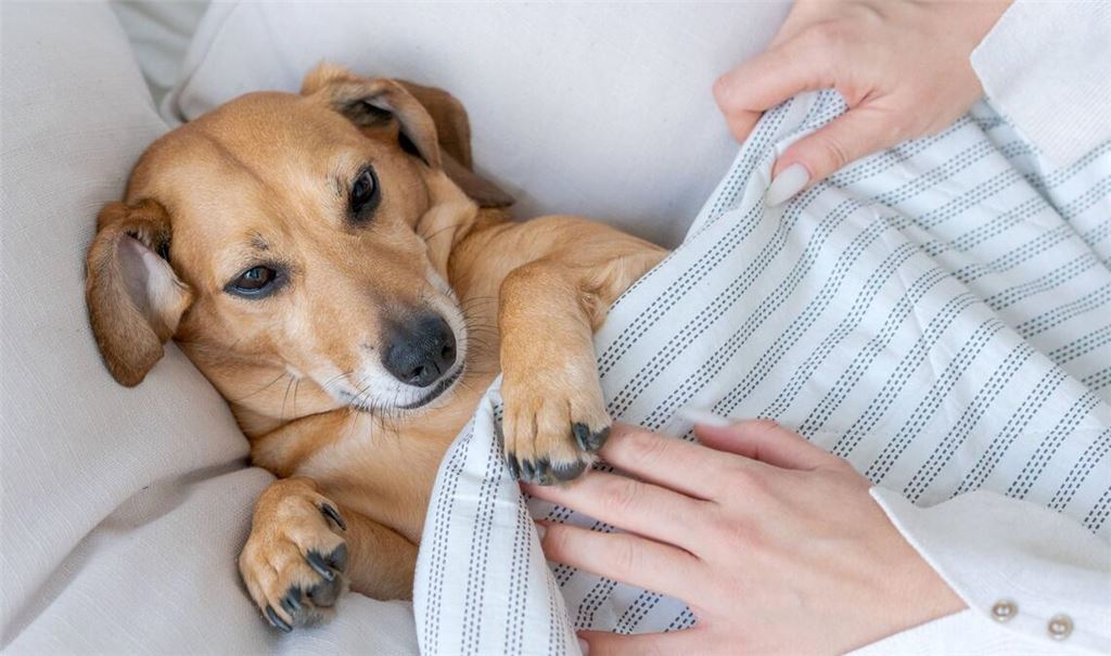 Wiedersehen im Himmel? Für viele Tierbesitzer ist die Vorstellung uneträglich, dass mit dem Tod ihres geliebten Vierbeiners alles vorbei sein soll.
