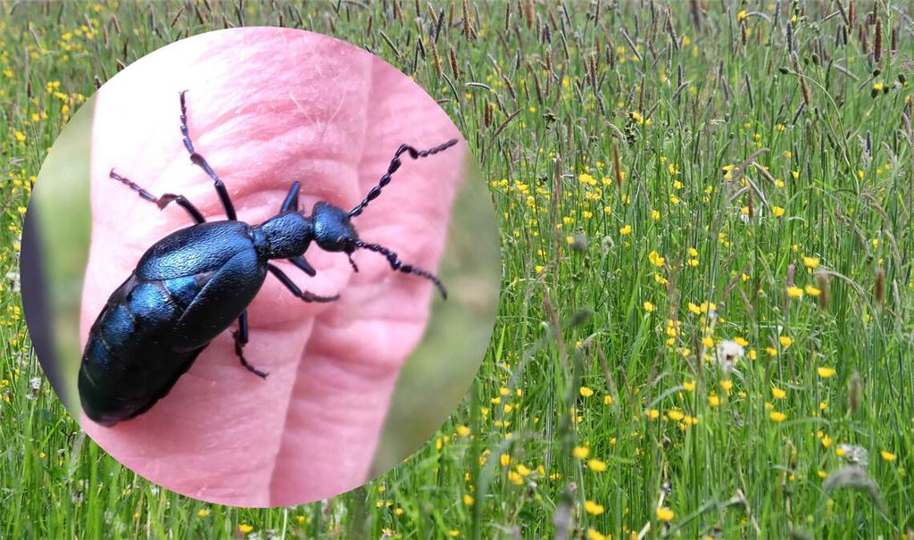 Wiese mit männlichem Ölkäfer auf der Hand. Foto: Bosch