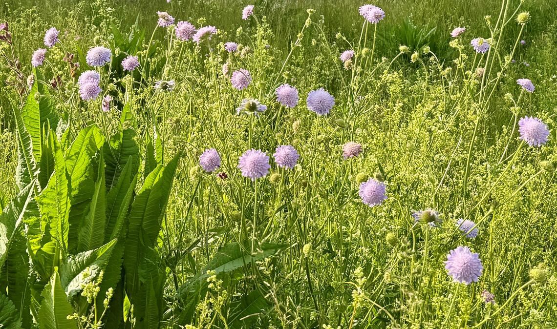 Wiesen bieten Lebensraum. Es gilt, sie aufzuwerten und zu vernetzen. Foto: Archiv