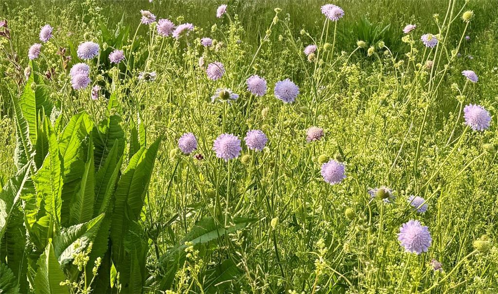 Wiesen bieten Lebensraum. Es gilt, sie aufzuwerten und zu vernetzen. Foto: Archiv