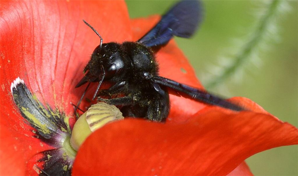 Wildbiene des Jahres: die „Blauschwarze Holzbiene“. Foto: Lechner