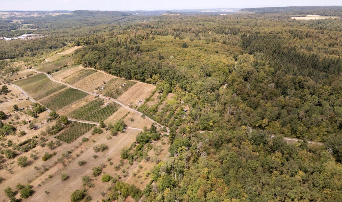 Wilde Mountainbike-Trails durchziehen die Wälder am Sauberg bei Schönenberg. An einer der Strecken hat ein Unbekannter einen lebensgefährlichen Anschlag verübt. Foto: Fotomoment