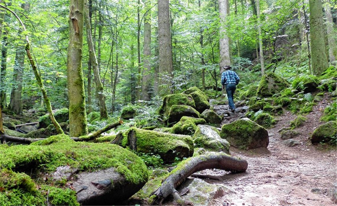 Wilde Romantik bietet das Monbachtal mit seinem naturbelassenen Wald, durch den der Monbach, ein Nebenfluss der Nagold, fließt. Fotos: Roth