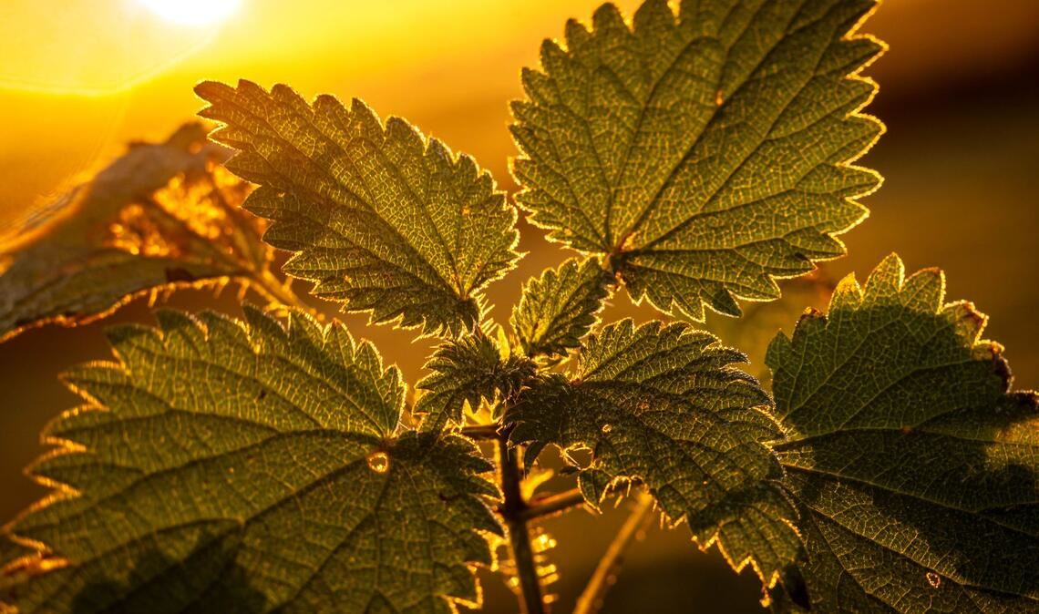 Wildpflanzen wie Brennnesseln oder Klee werden in vielen Gärten an jeder Stelle ausgerissen. (Archivbild)