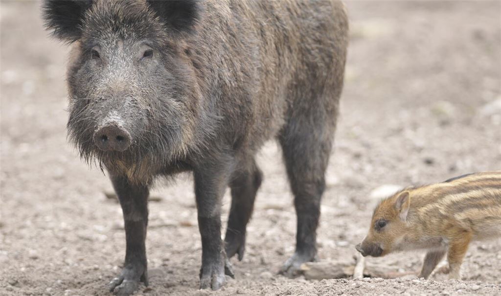 Wildsau mit Frischling. Foto: Lechner