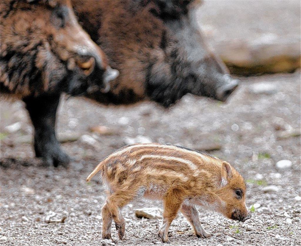 Tierischer Nachwuchs in frostigen Tagen
