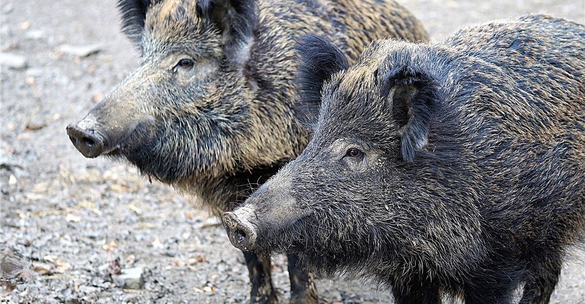 Schwarzkittel reißen Bäume aus Wildschweine können auf der Suche nach Nahrung Wiesen und Felder umpflügen. Symbolbild: Archiv