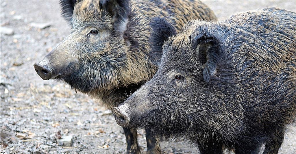 Wildschweine können auf der Suche nach Nahrung Wiesen und Felder umpflügen. Symbolbild: Archiv