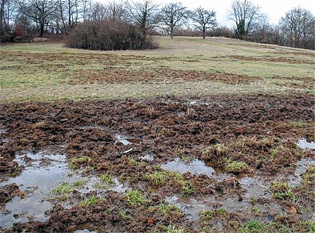 Wildschweinschäden auf einer Wiese in Enzberg.Archivfoto: privat