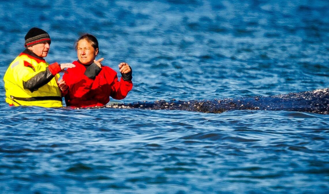 Wildtier und Minister: Umweltminister Till Backhaus war wiederholt direkt am Tier zu sehen.