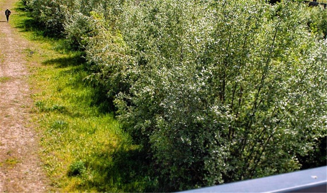 Wildwuchs an der Enz