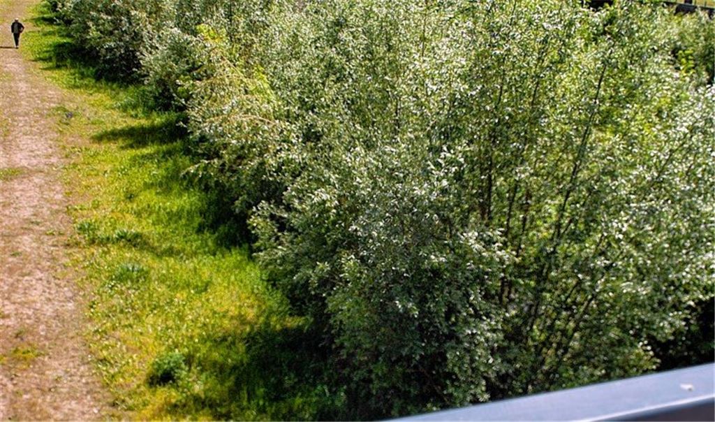Wildwuchs an der Enz