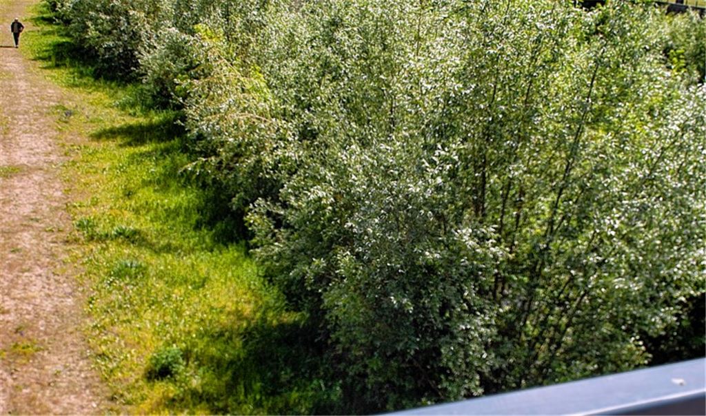 Wildwuchs an der Enz