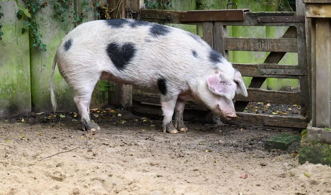 Wilma ist ein Schwein mit Herz.