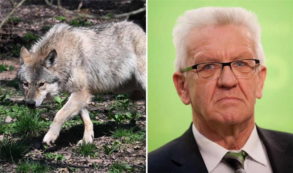 Winfried Kretschmann zeigt sich genervt von der Abschuss-Debatte über den Wolf.