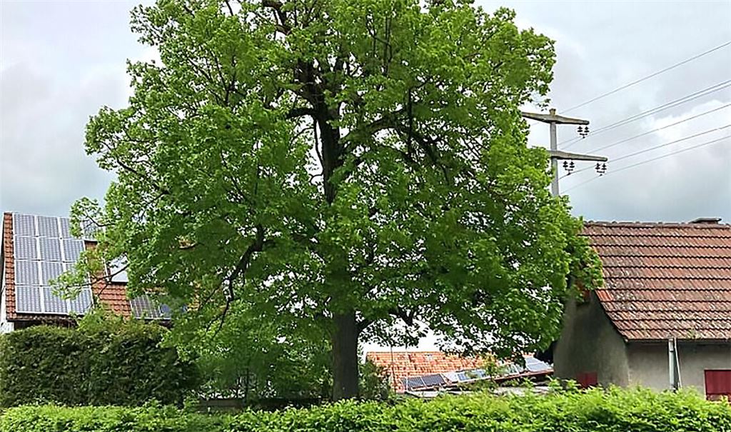 Winterlinde steht unter verschärfter Beobachtung. Fotos: privat