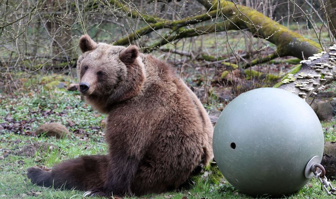 Winterruhe beendet: Bärenwald Müritz öffnet wieder