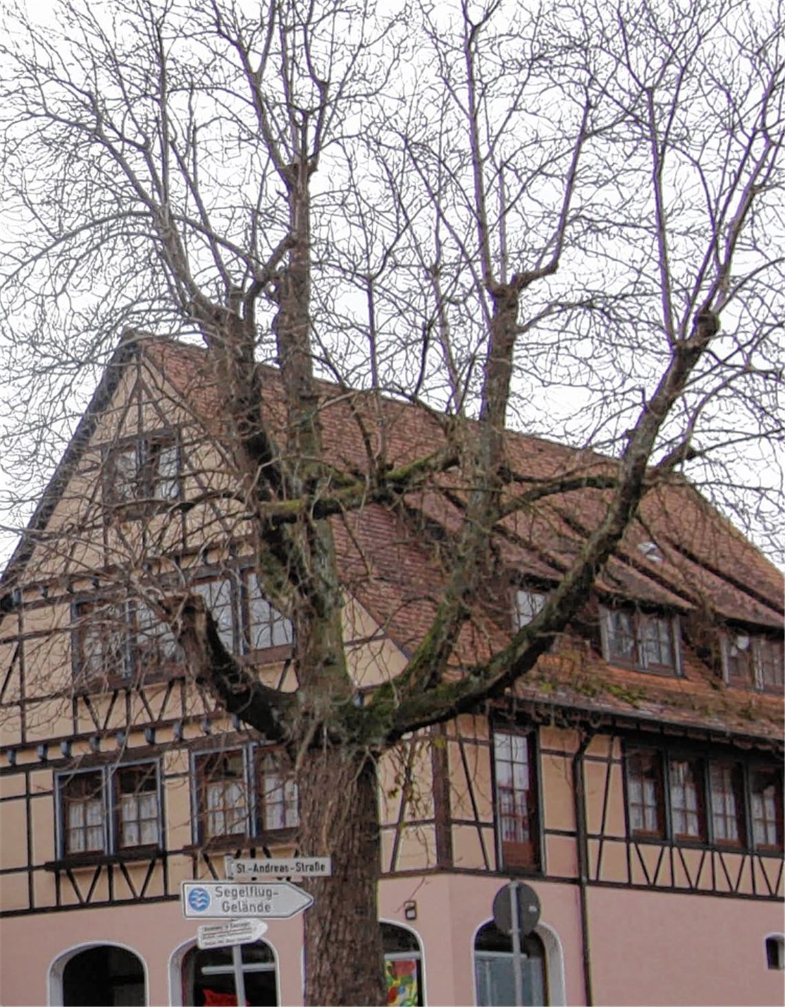 Wird am Dienstag gefällt: die Kastanie im Herzen von Dürrmenz.