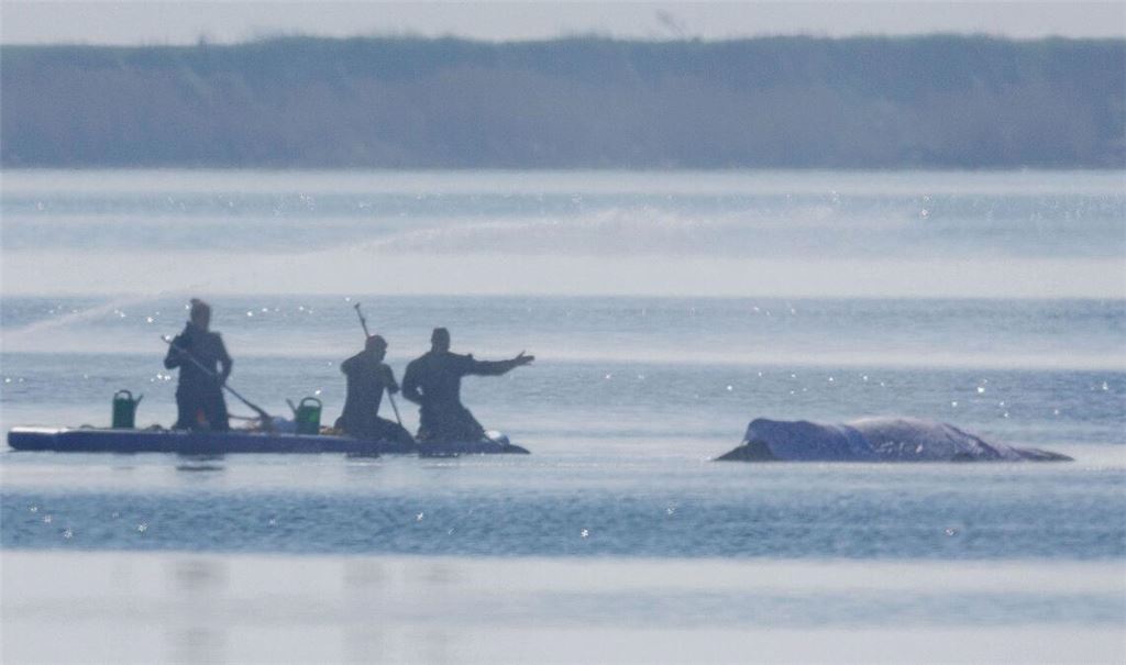 Wird der Wal doch noch gerettet?