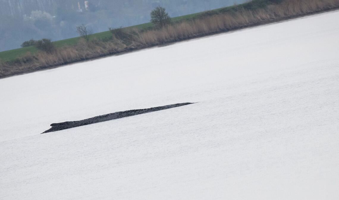 Wird der Wal nun doch gerettet?