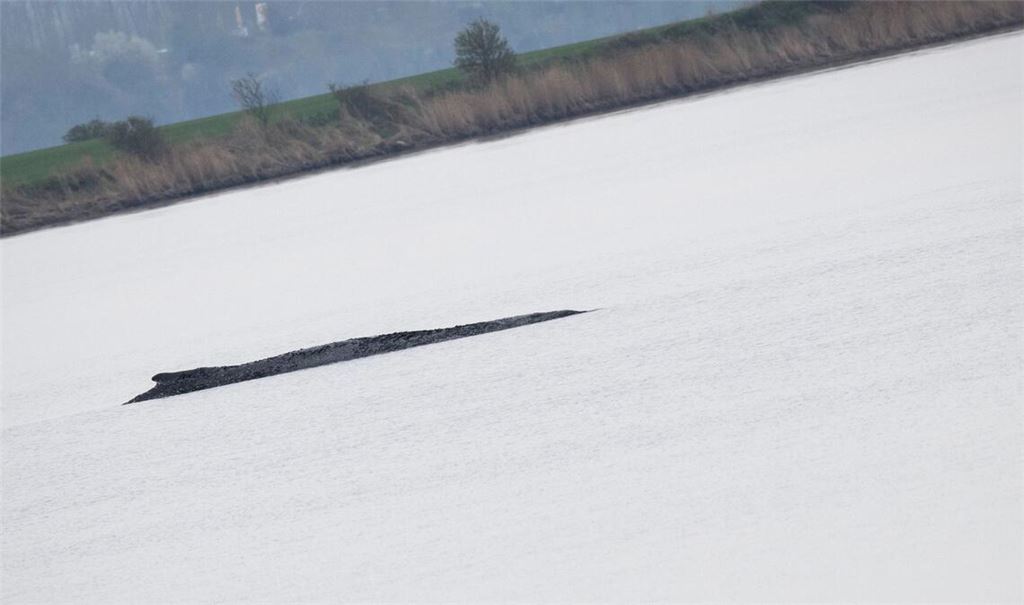 Wird der Wal nun doch gerettet?