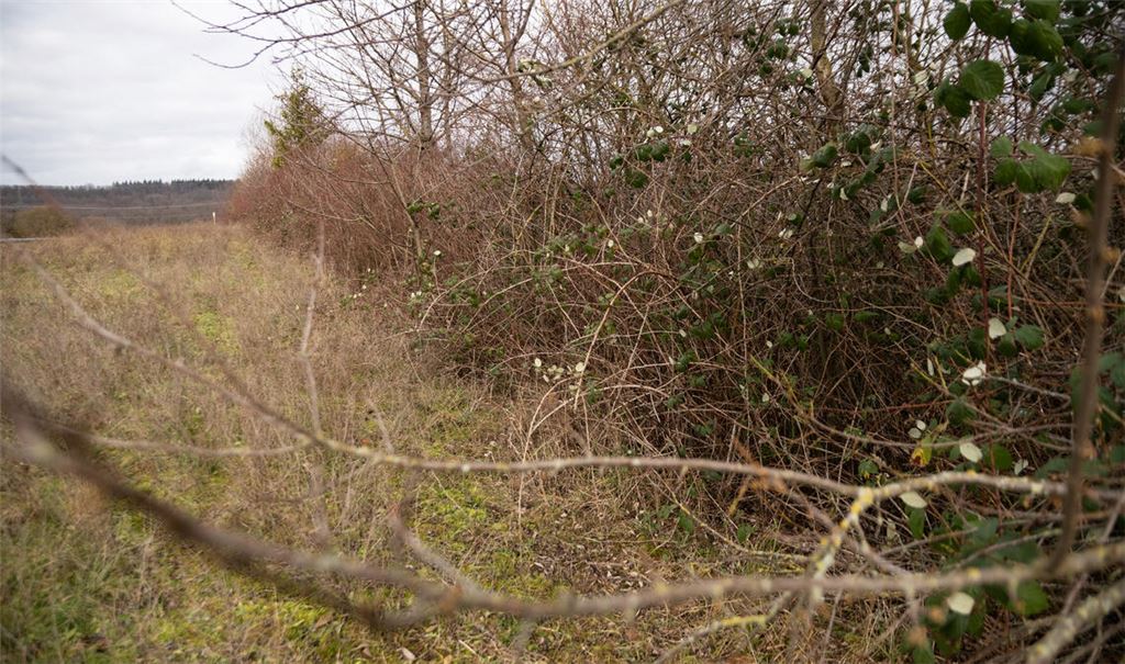 Wird nun doch als geschütztes Biotop eingestuft: die Feldhecke, die in der Nähe des früheren Ziegelwerks gewachsen ist. Foto: Fotomoment