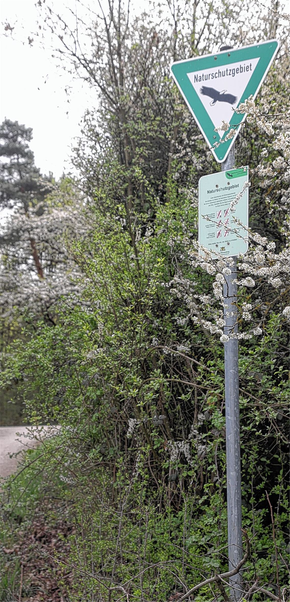 Wird trotz des Verbots häufig befahren: das Naturschutzgebiet Kammertenberg zwischen Mühlhausen und Lomersheim. 
