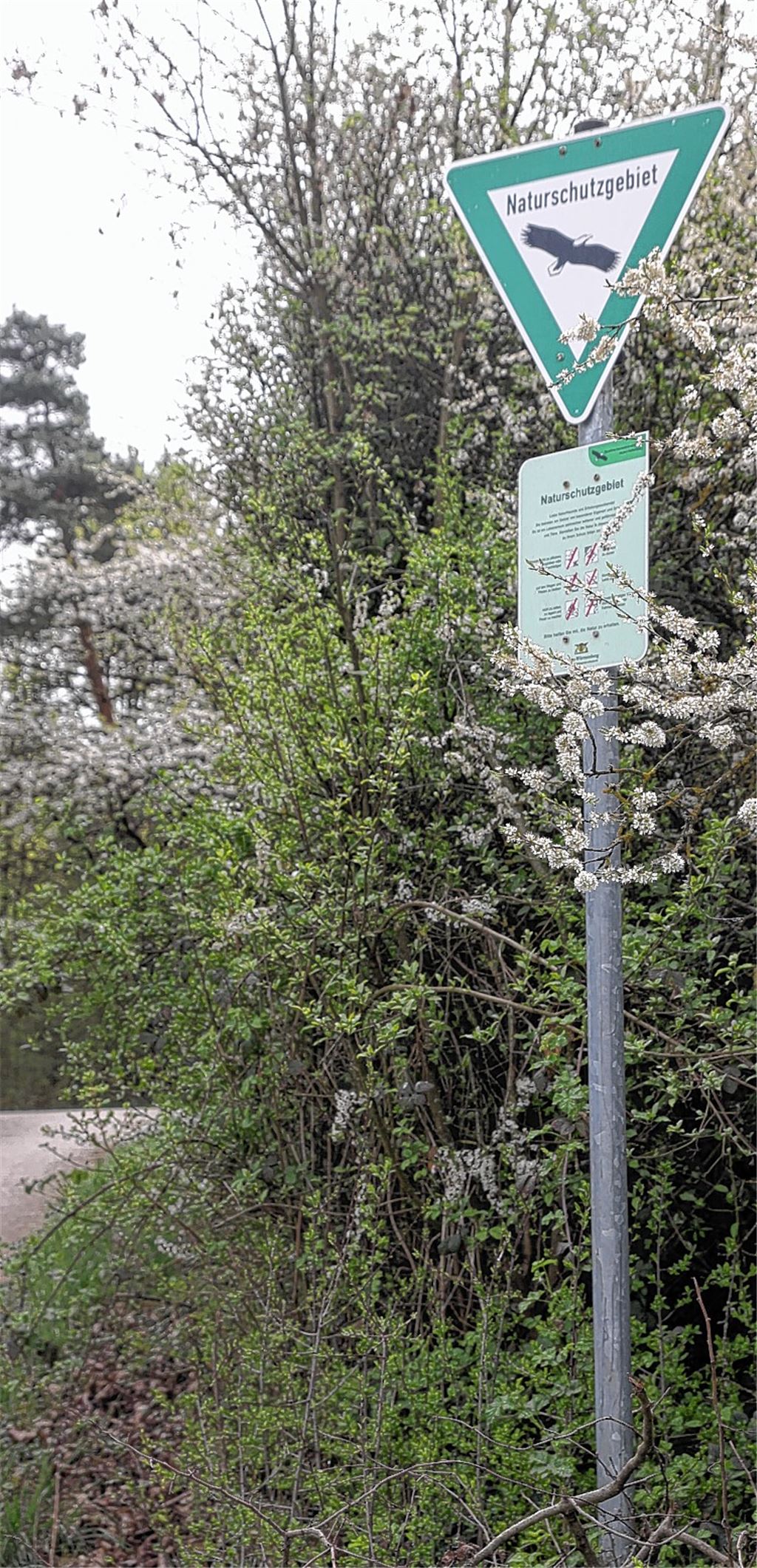 Wird trotz des Verbots häufig befahren: das Naturschutzgebiet Kammertenberg zwischen Mühlhausen und Lomersheim. 