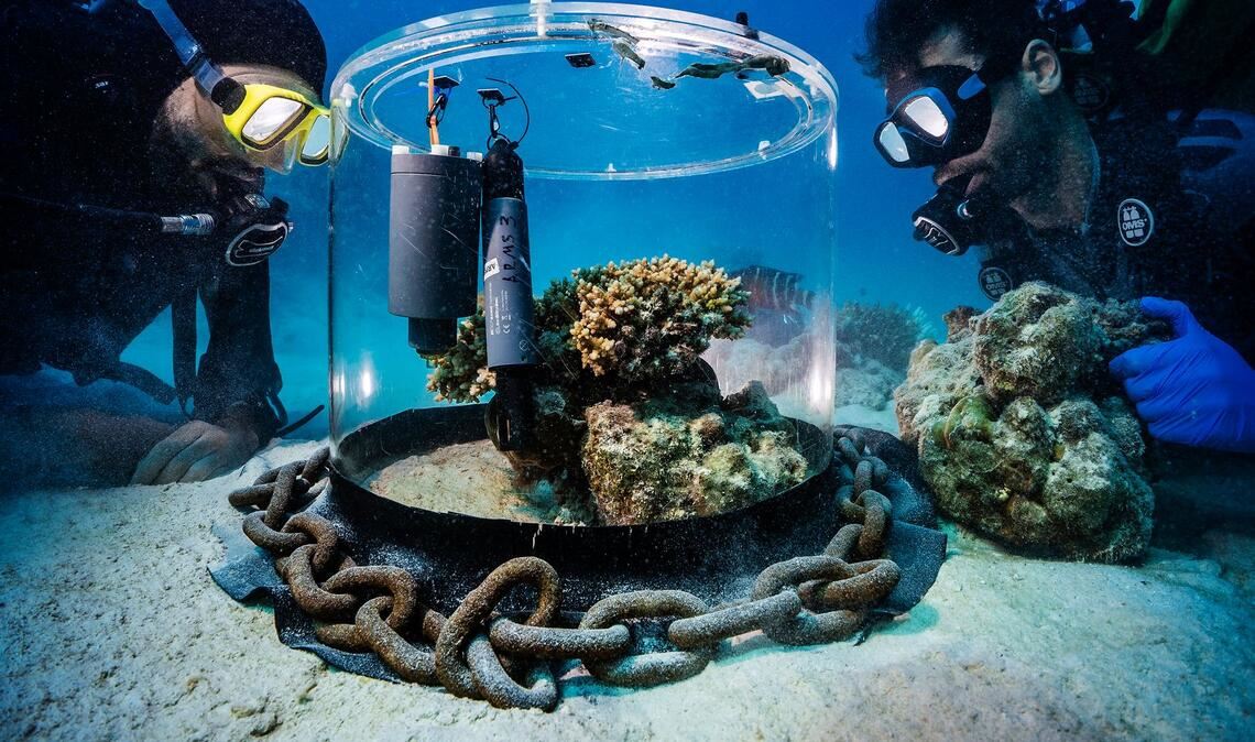 Wissenschaftler untersuchen im Roten Meer Korallen in einem Inkubator.