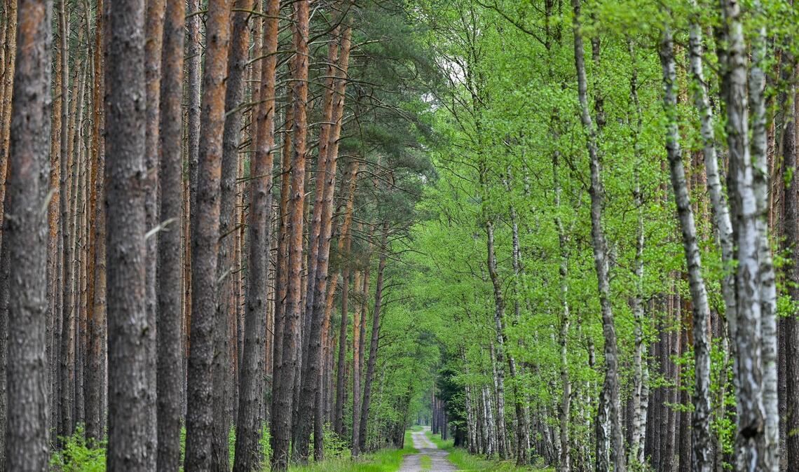 Wo Kiefern auf Birken treffen: Diese Allee verläuft im Wald bei Jacobsdorf in Brandenburg. (Archivfoto)