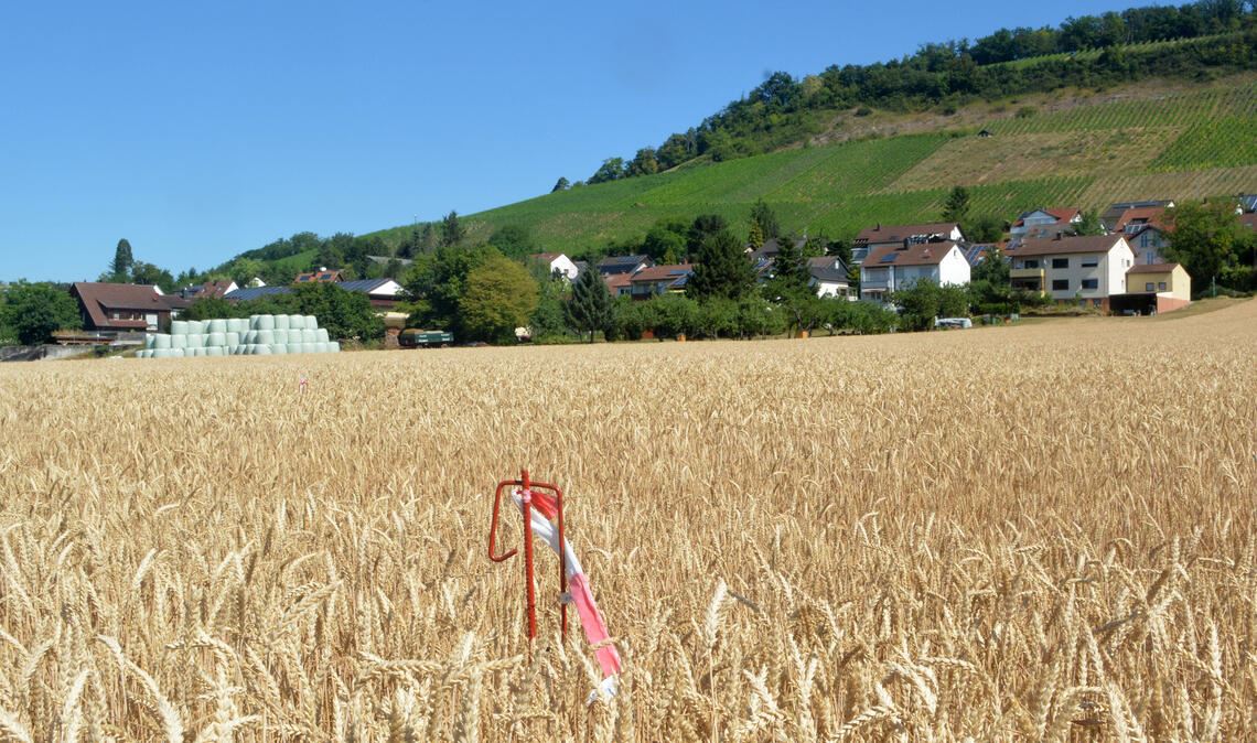 Wo derzeit noch Getreide wächst, soll im September der Bau des neuen Schützinger Feuerwehrhauses beginnen. Foto: Stahlfeld