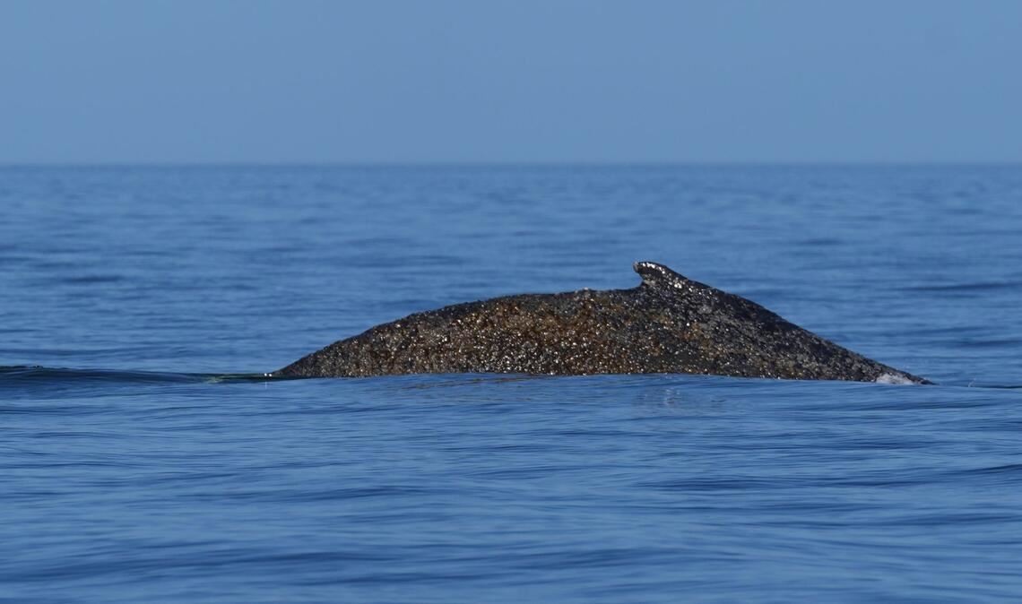 Wo ist der Wal (Archivbild)?