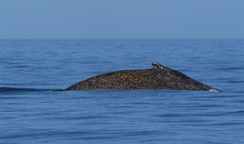 Wo ist der Wal (Archivbild)?