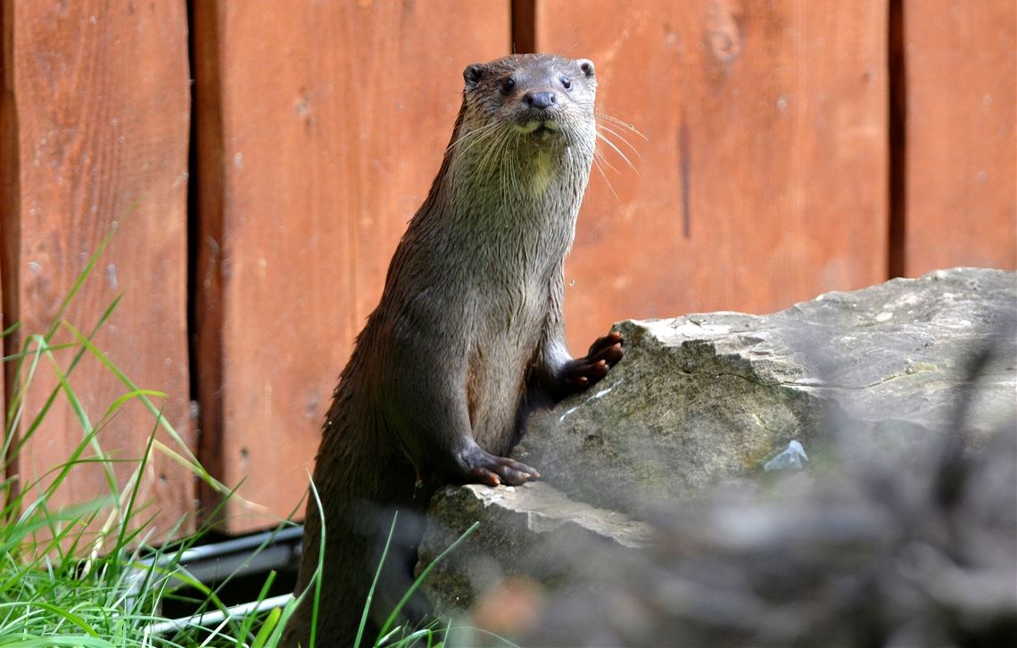 Wo sind denn die Besucher geblieben?Lechner
