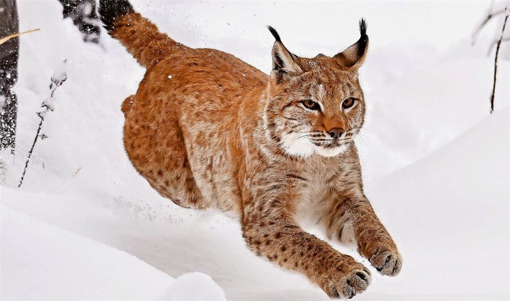 Woher das Tier stammt, ist noch unklar – es wurde aber bereits von Menschen und Wildkameras gesichtet.