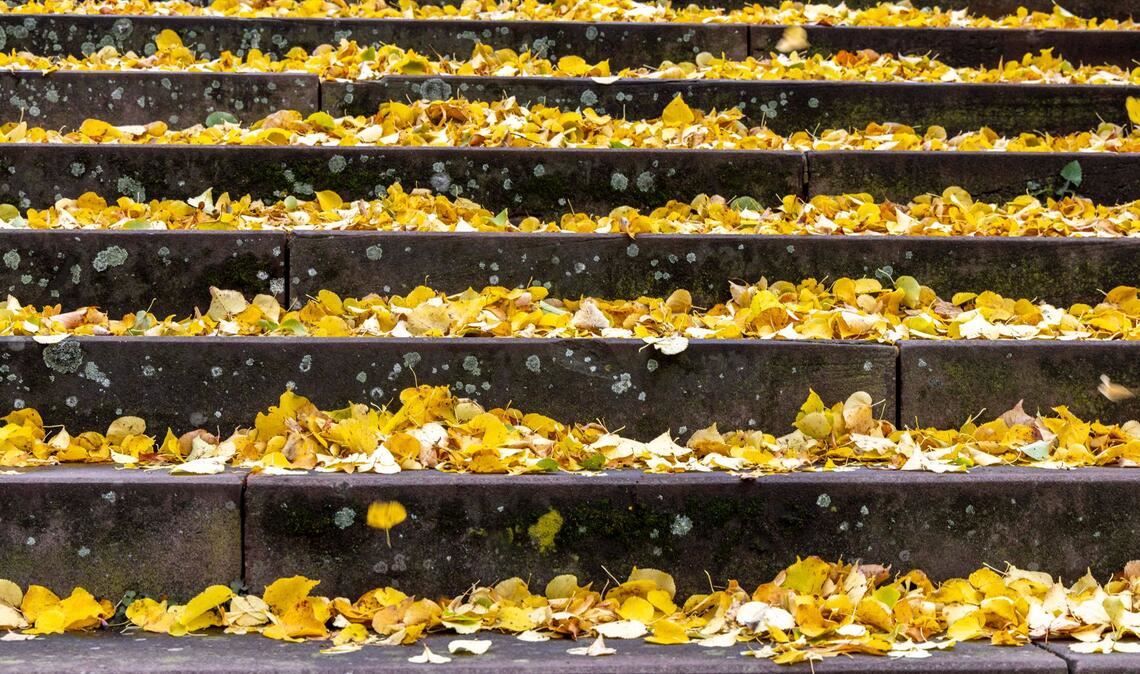 Wohin mit den Bergen von Laub? Diese Frage stellt sich für Gartenbesitzer jedes Jahr wieder.