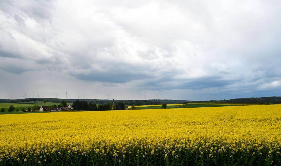 Wolken über einem Rapsfeld. (Symbolfoto)