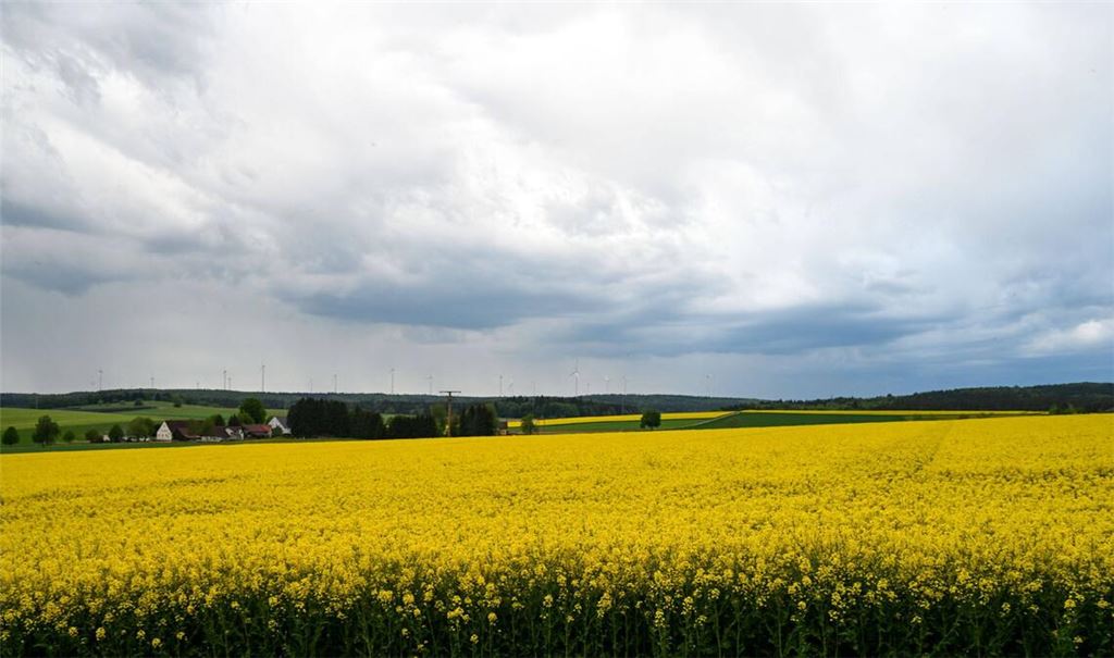 Wolken über einem Rapsfeld. (Symbolfoto)