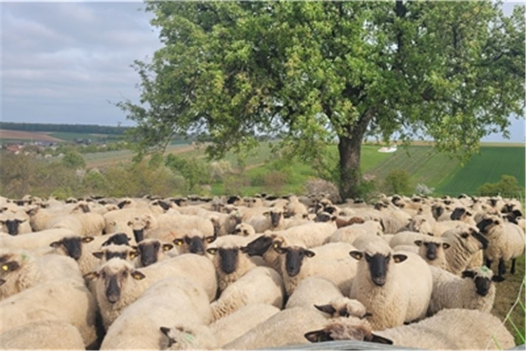 Wolle, Wiesen, Wein. Foto: Wolfgang Kroh, Knittlingen