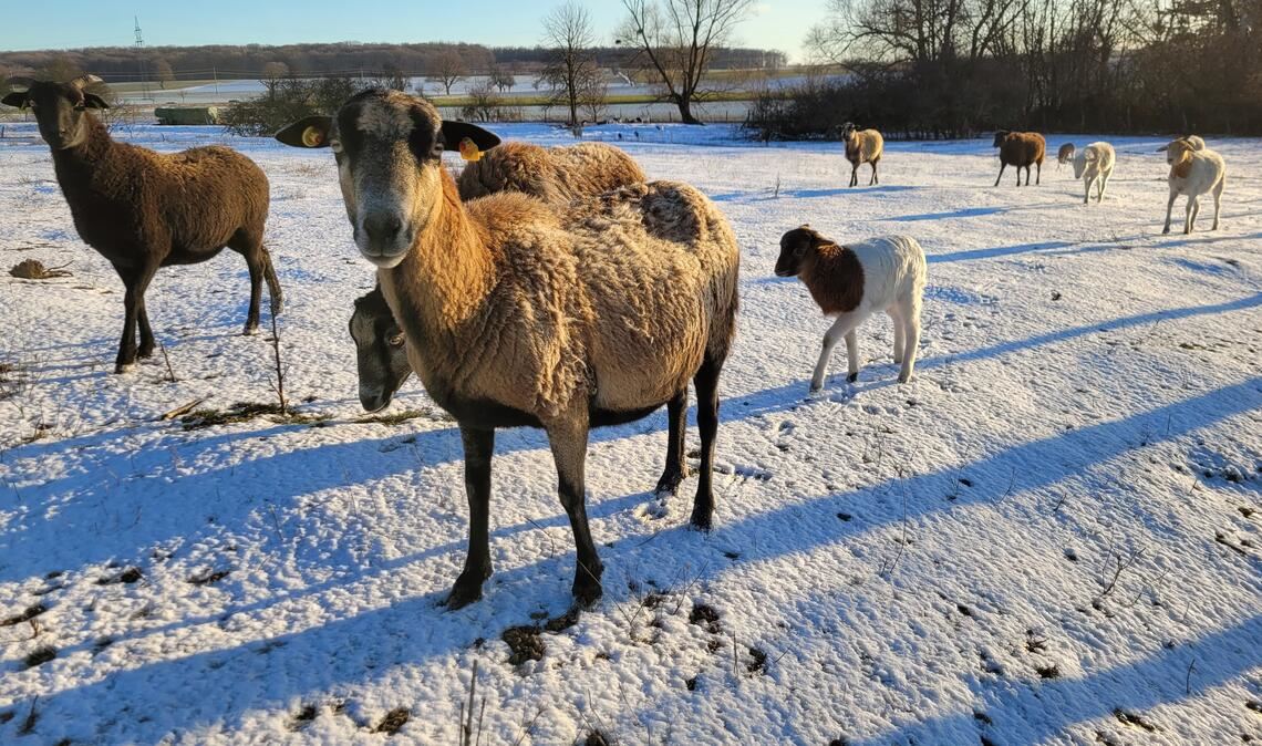 Wollig-warm gekleidet. Foto: Wolfgang Kroh, Knittlingen