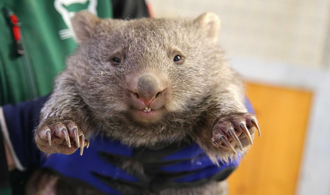 Wonneproppen: Ein Wombat-Baby wird im Bergzoo in Halle gehalten.