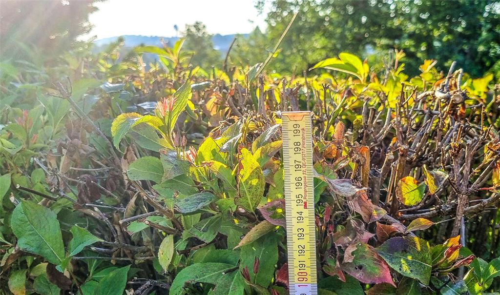 Wucherndes Grün ist im Frühjahr und Sommer ein häufiger Grund für Hinweise an die Stadtverwaltung über den digitalen „Mängelmelder“. Foto: Eier
