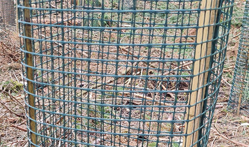 Wuchshüllen/Wuchsnetze schützen die jungen Bäume vor Wildtieren. Foto: Enzkreis/Gerster