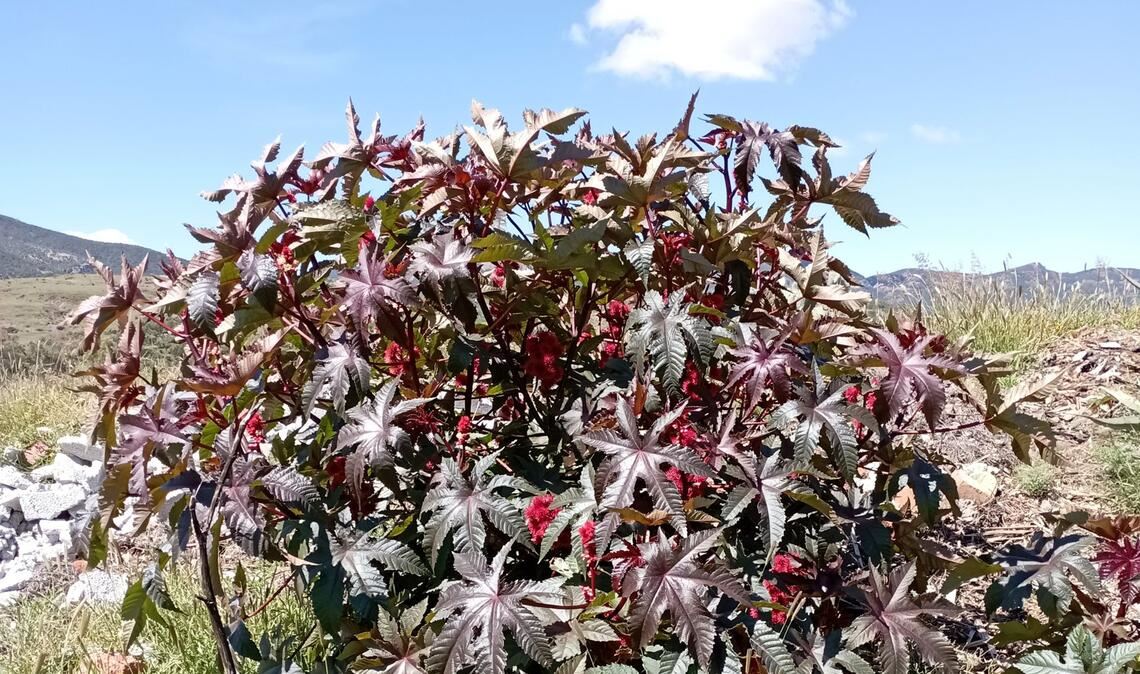 Wunderbaum, Rizinus (Ricinus communis L.): Die tiefroten Blätter sehen toll aus. Aber Vorsicht vor den Früchten! Sie enthalten Ricinussamen, die hochgiftig sind. Bei Kindern können schon drei bis fünf gut zerkaute Samen eine tödliche Dosis sein. Hautkontakt mit den Samen kann außerdem eine Allergie auslösen.
