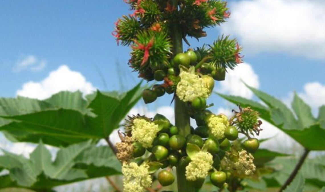 Wunderbaum, Rizinus (Ricinus communis L.): Er wird auch Christuspalme, Hundsbaum und Läusebaum genannt. Schon der Verzehr von zwei Samen ist für den Menschen absolut tödlich. Das im Baum enthaltene Gift führt zu einer Ricin-Vergiftung. Symptome sind Schleimhautreizungen, Schädigungen der Verdauungsorgane, Übelkeit und Erbrechen. Um nicht am Verzehr von Pflanzenteilen zu sterben, muss man sich sofort erbrechen, ein Gegengift ist nicht bekannt.