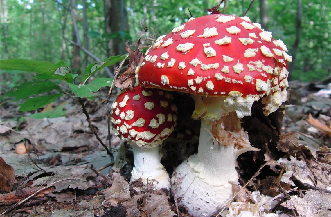 Wunderschön, aber giftig: der Fliegenpilz. Archivfoto: Lechner