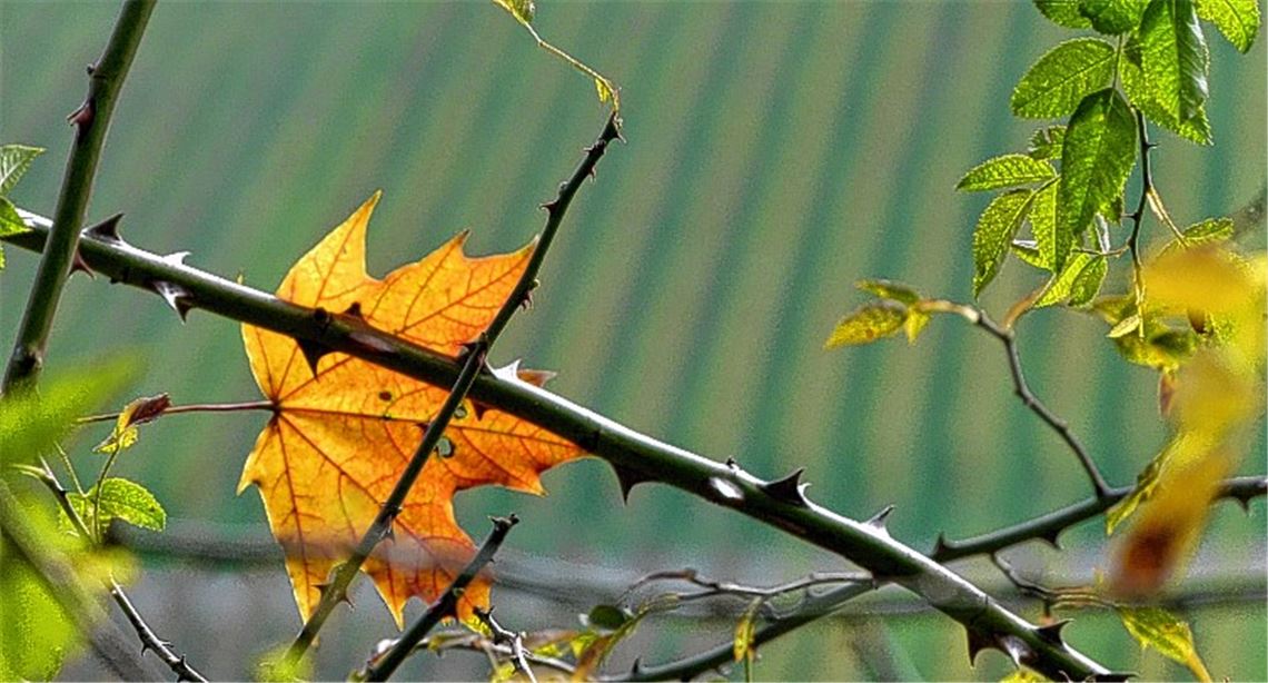 Herbstfarben Herbstfarben